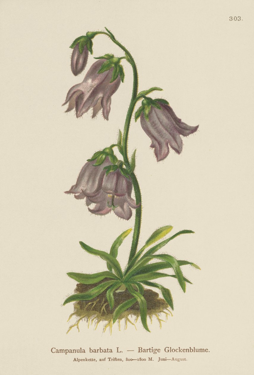Campanula barbata (Campanula barbata) da German School
