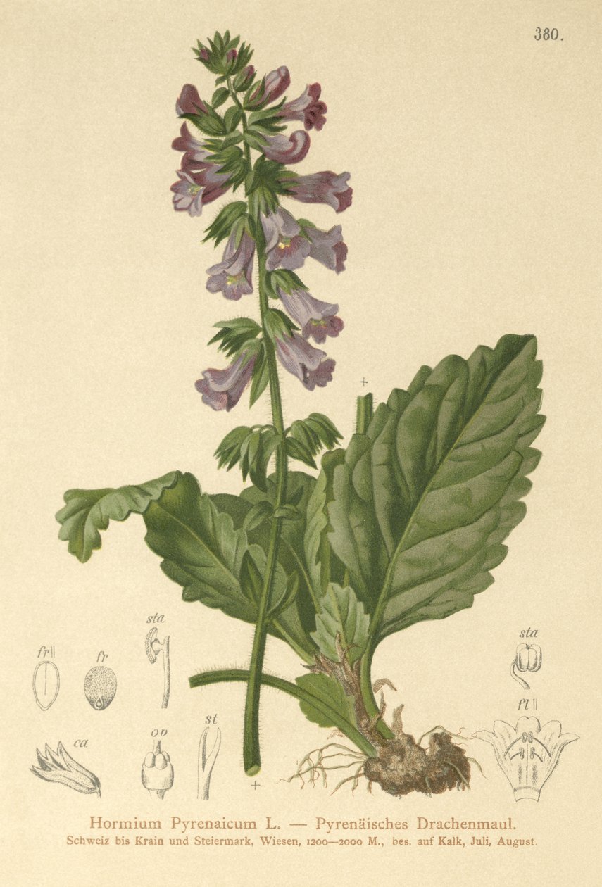 Bocca di drago (Horminum Pyrenaicum) da German School