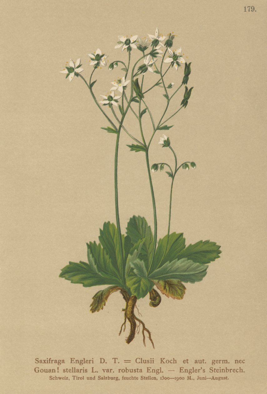 Sassifraga di Engerl (Saxifraga Engerli, Saxifraga Clusii) da German School