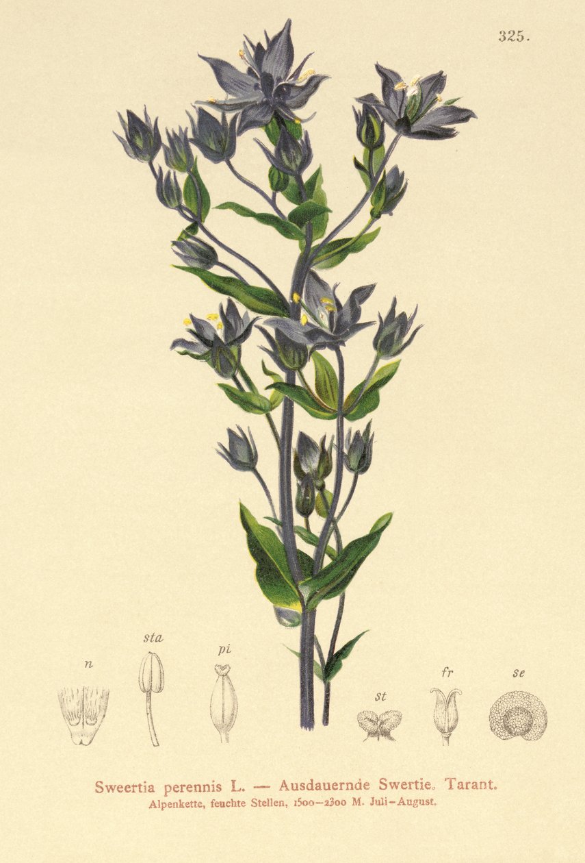 Felwort (Sweertia perennis) da German School