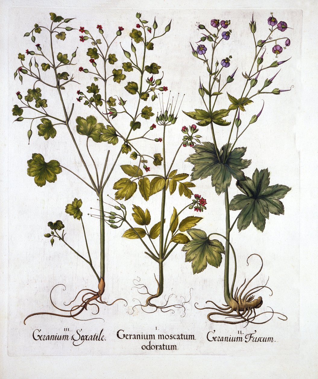 Gerani rustici, da Hortus Eystettensis, di Basil Besler, pub. 1613 da German School