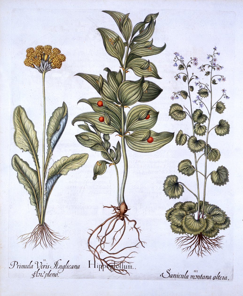 Hippoglossum, Primula e Sanicola, da Hortus Eystettensis, di Basil Besler, pub. 1613 da German School