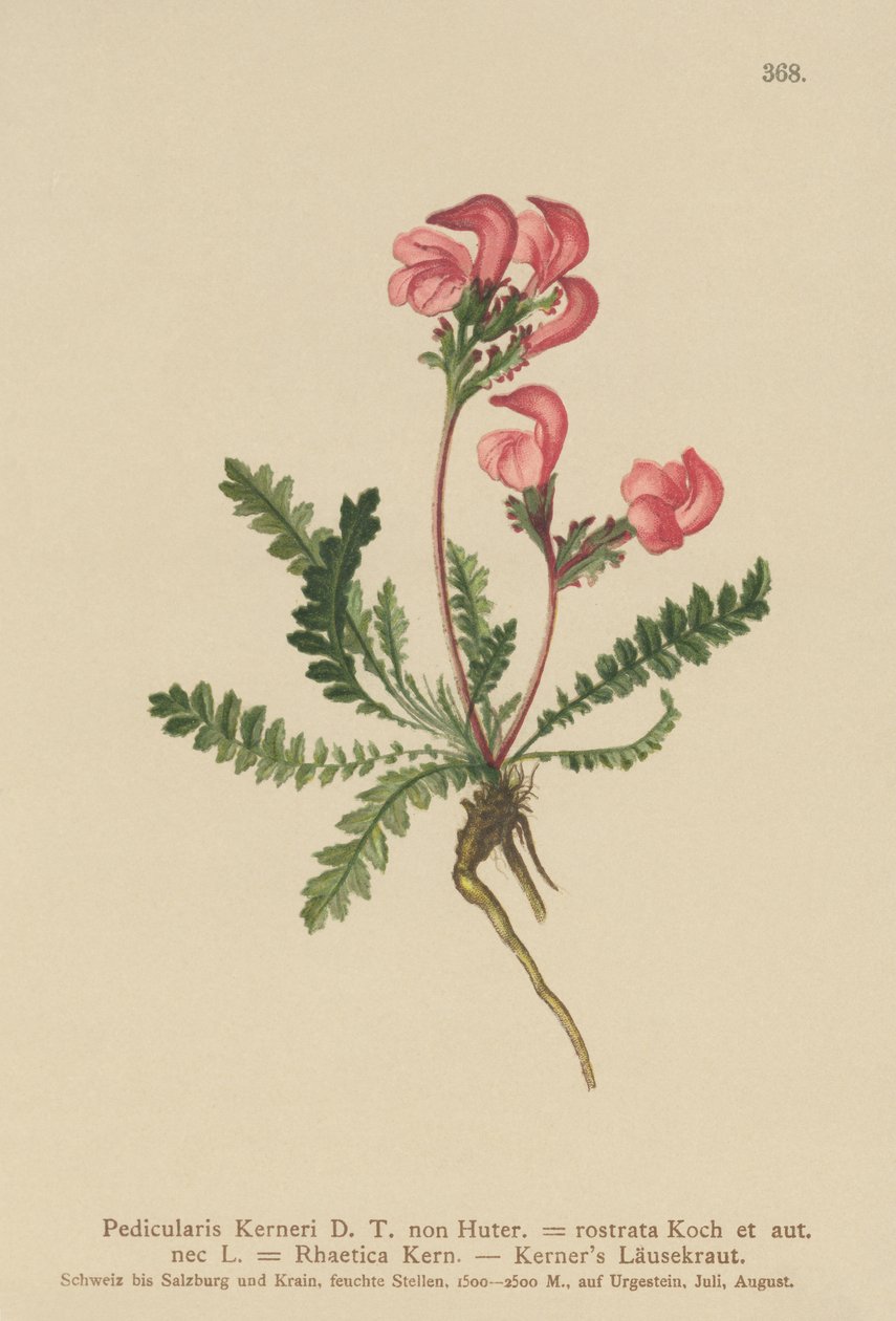 Pedicolare di Kerner (Pedicularis Kerneri, Rhaetica Kerneri, Pedicularis rostrata, Pedicularis Rhaetica) da German School