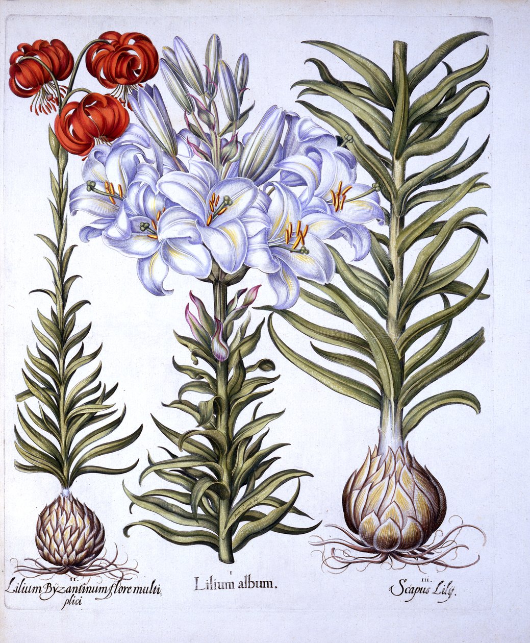 Giglio della Madonna e Bulbo, Martagone rosso di Costantinopoli, da Hortus Eystettensis, di Basil Besler, pub. 1613 da German School
