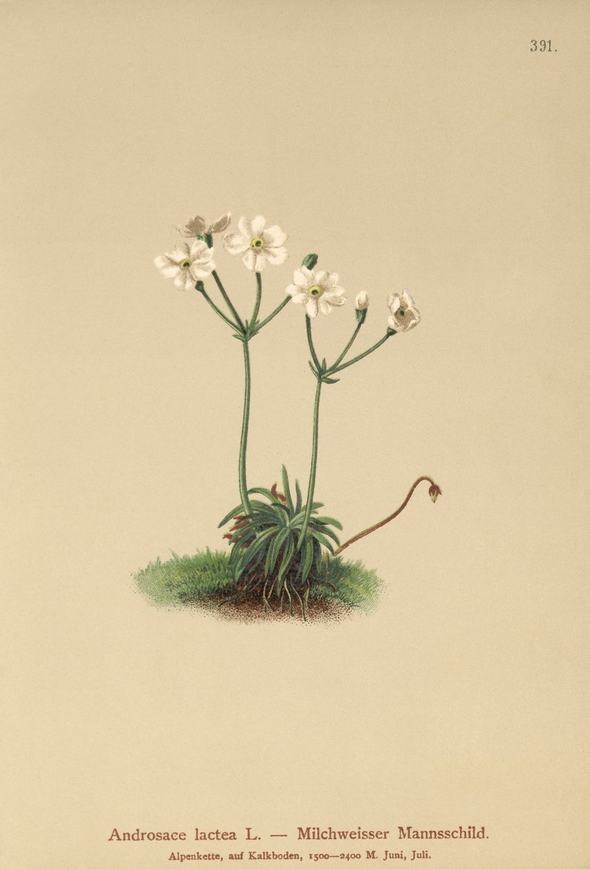 Androsace lattiginosa (Androsace lactea, Androsace lactiflora) da German School