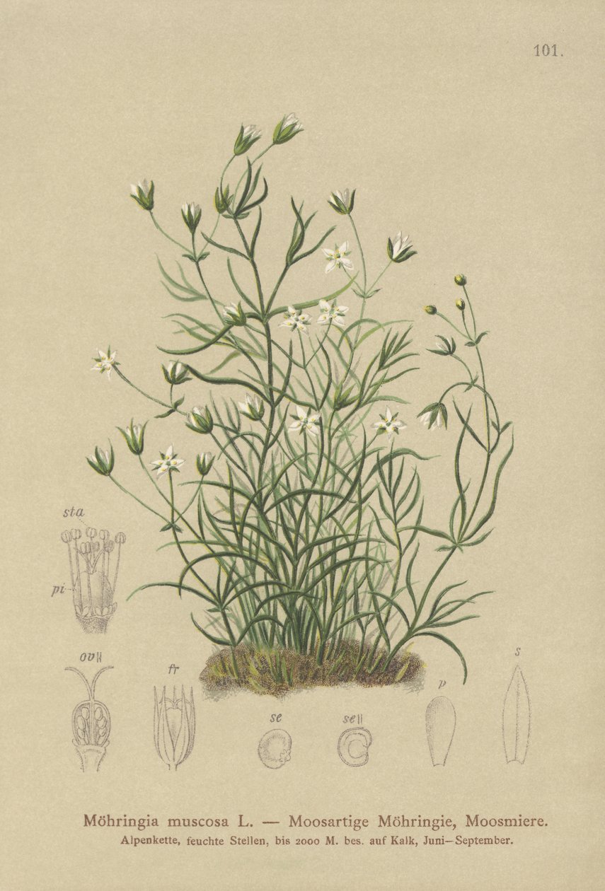 Moehringia muscosa da German School