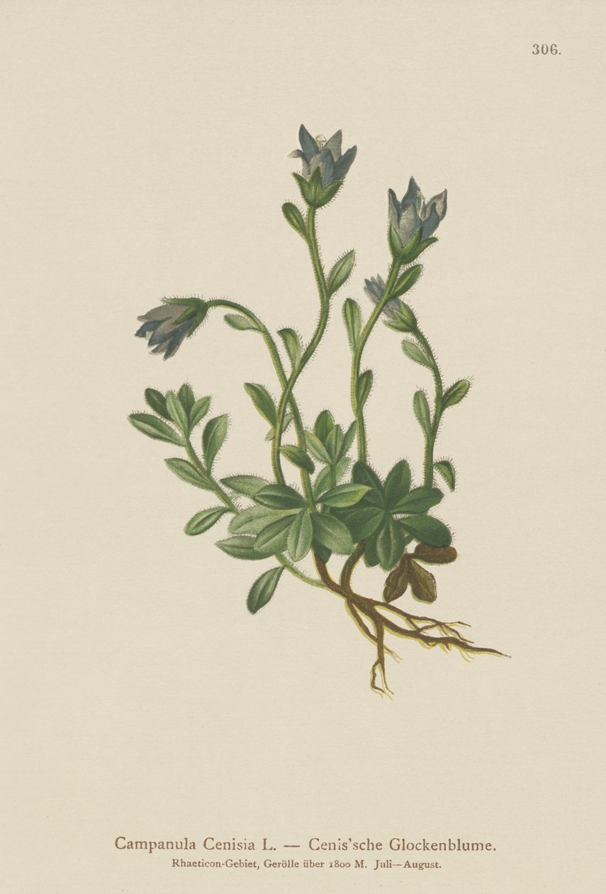 Campanula del Monte Cenisio (Campanula Cenisia) da German School
