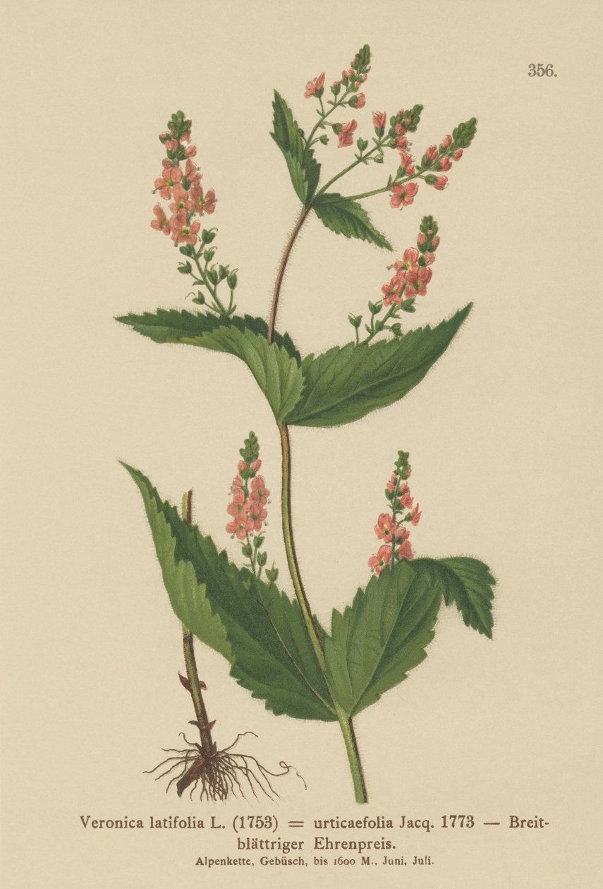 Veronica latifolia (Veronica latifolia, Veronica urticaefolia) da German School