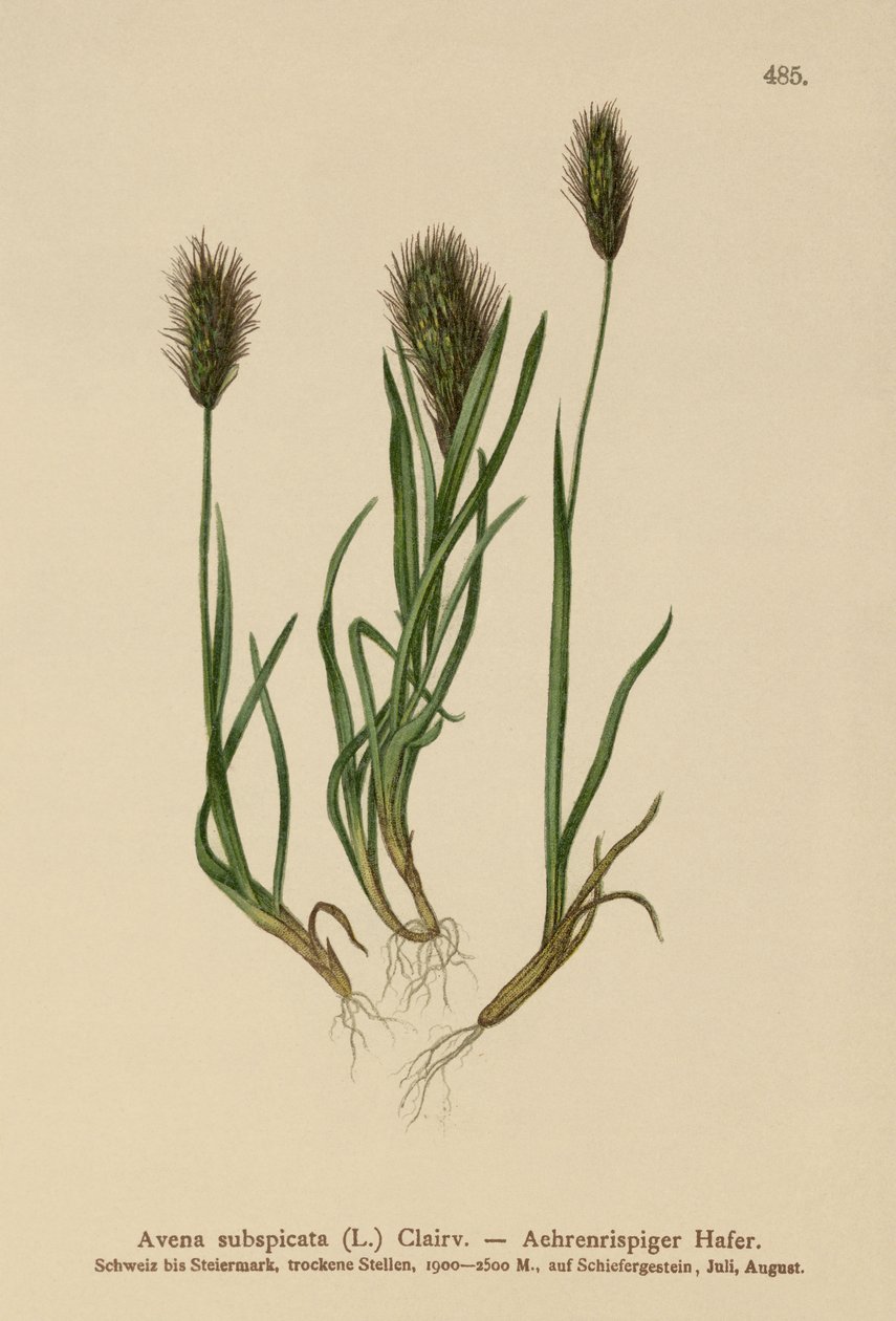 Avena subspicata da German School