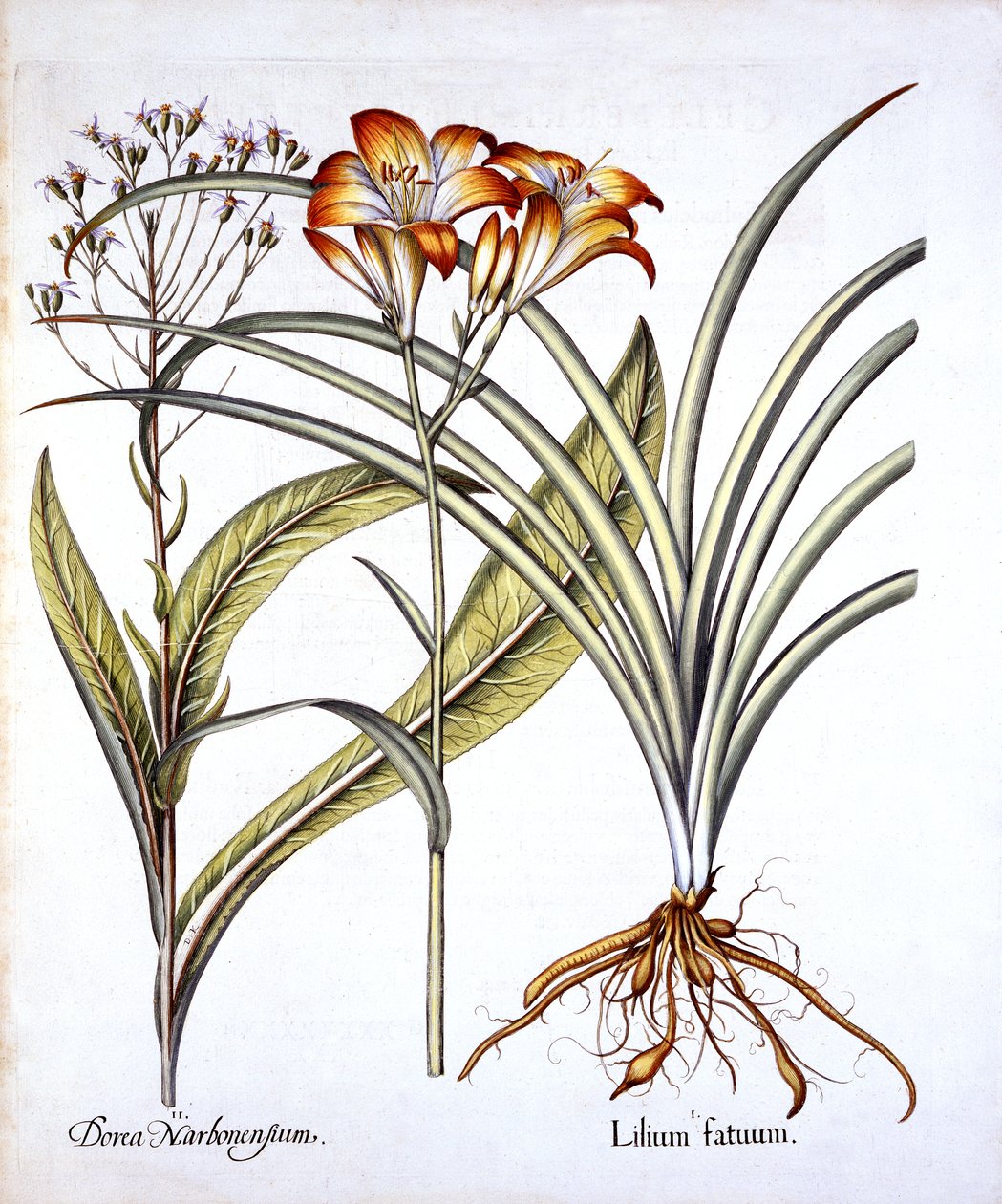 Giglio giallo-rosso e senecio, da Hortus Eystettensis, di Basil Besler, pub. 1613 da German School
