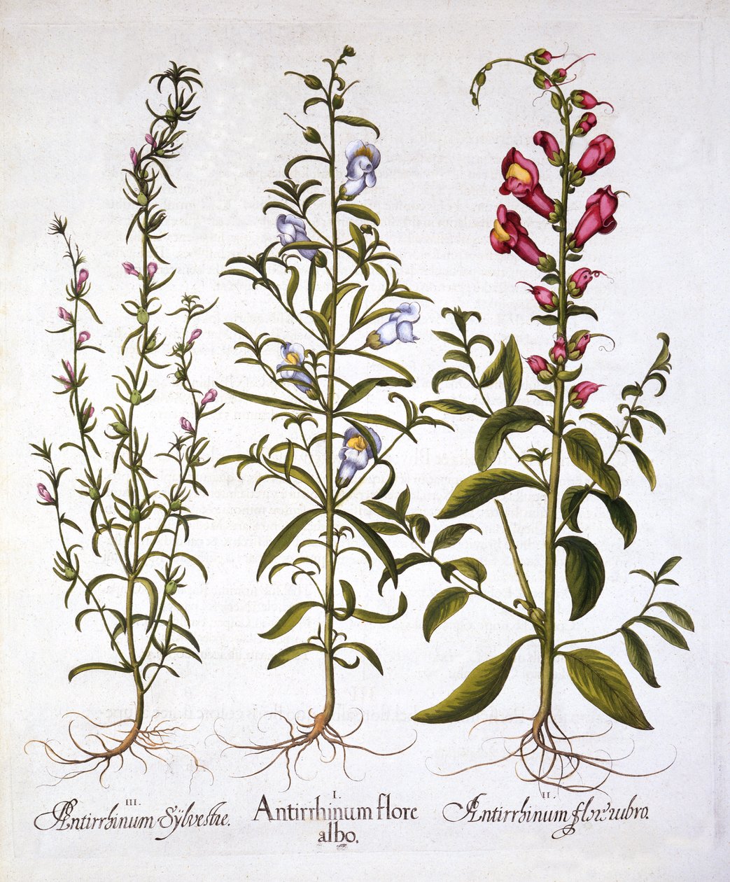 Bocche di leone o antirrini, da Hortus Eystettensis, di Basil Besler, pub. 1613 da German School