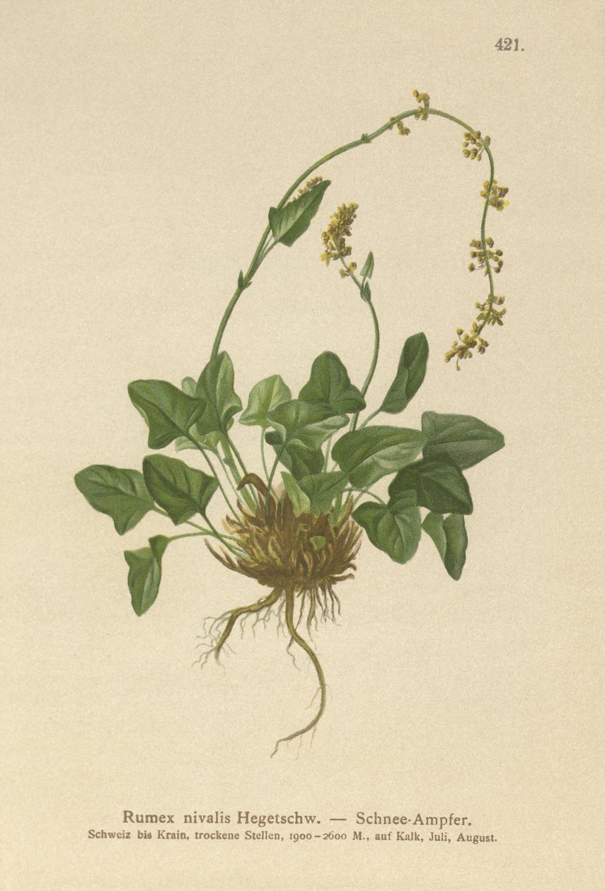 Rumex nivalis da German School