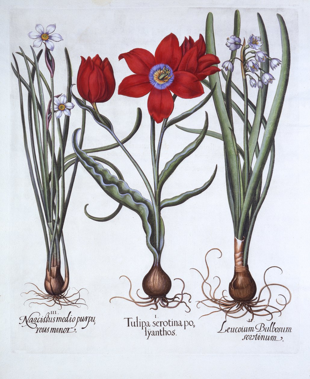 Tulipano, leucojum e narciso, da Hortus Eystettensis, di Basil Besler, pub. 1613 da German School