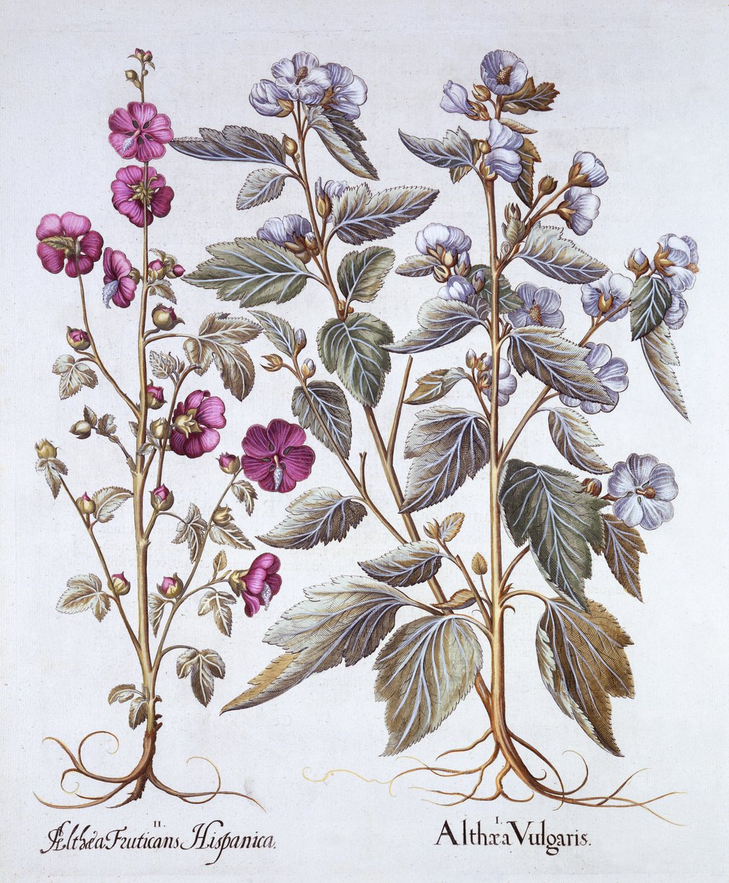 Due varietà di Malva, da Hortus Eystettensis, di Basil Besler, pub. 1613 da German School