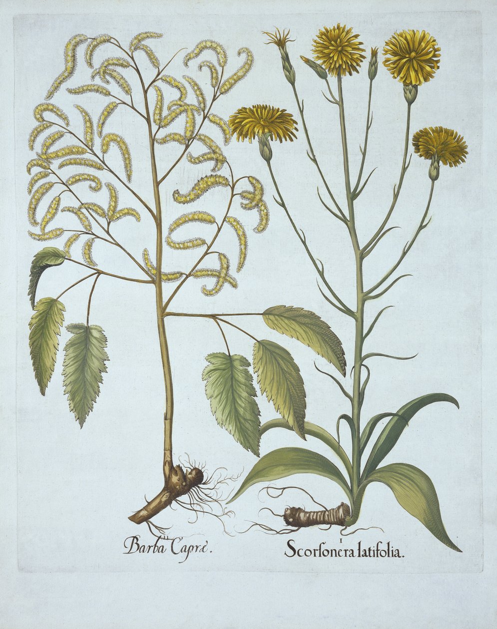 Erba vipera e barba di capra, da Hortus Eystettensis, di Basil Besler, pub. 1613 da German School