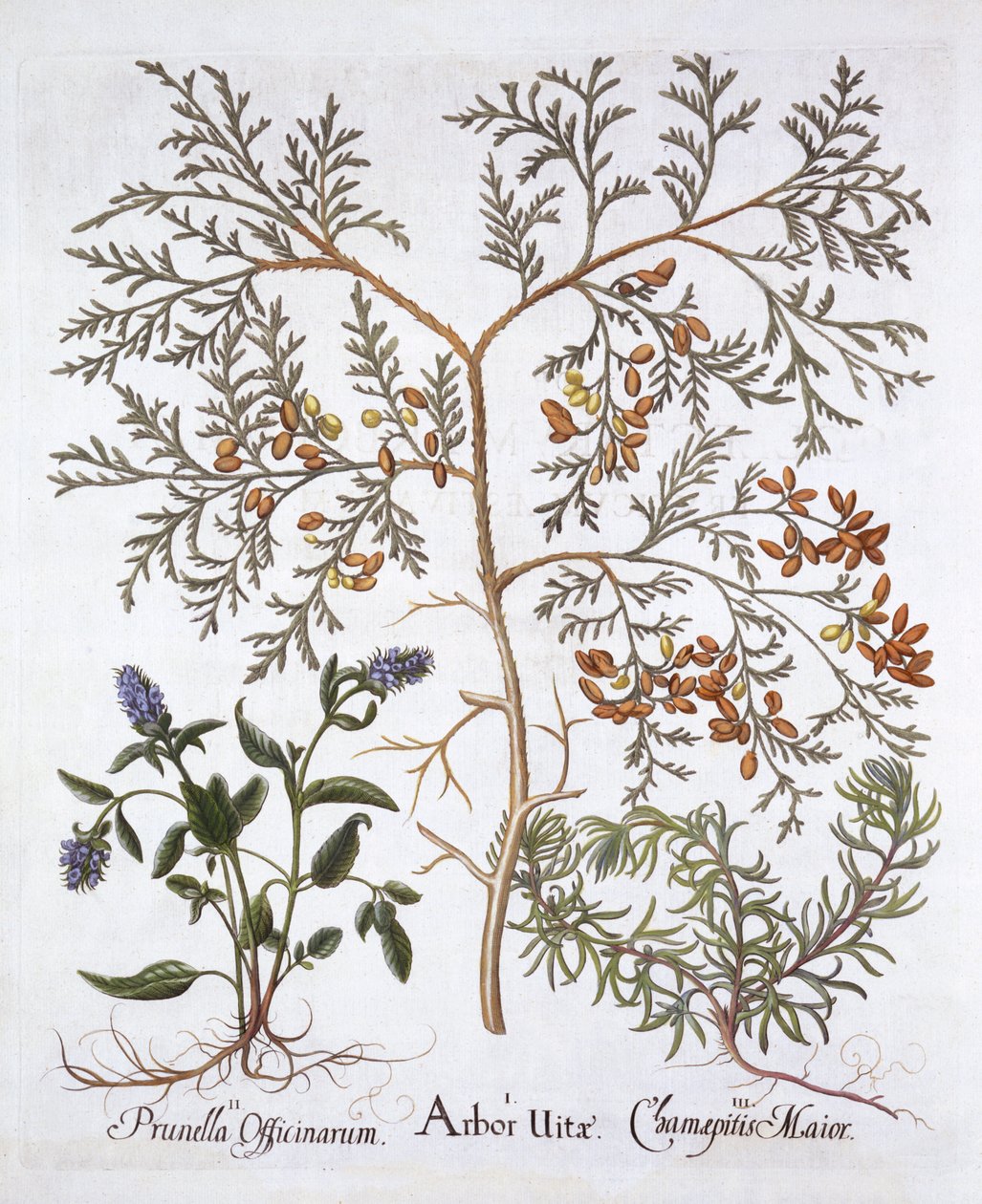 Cedro bianco, Prunella e Bugola gialla, da Hortus Eystettensis, di Basil Besler, pub. 1613 da German School