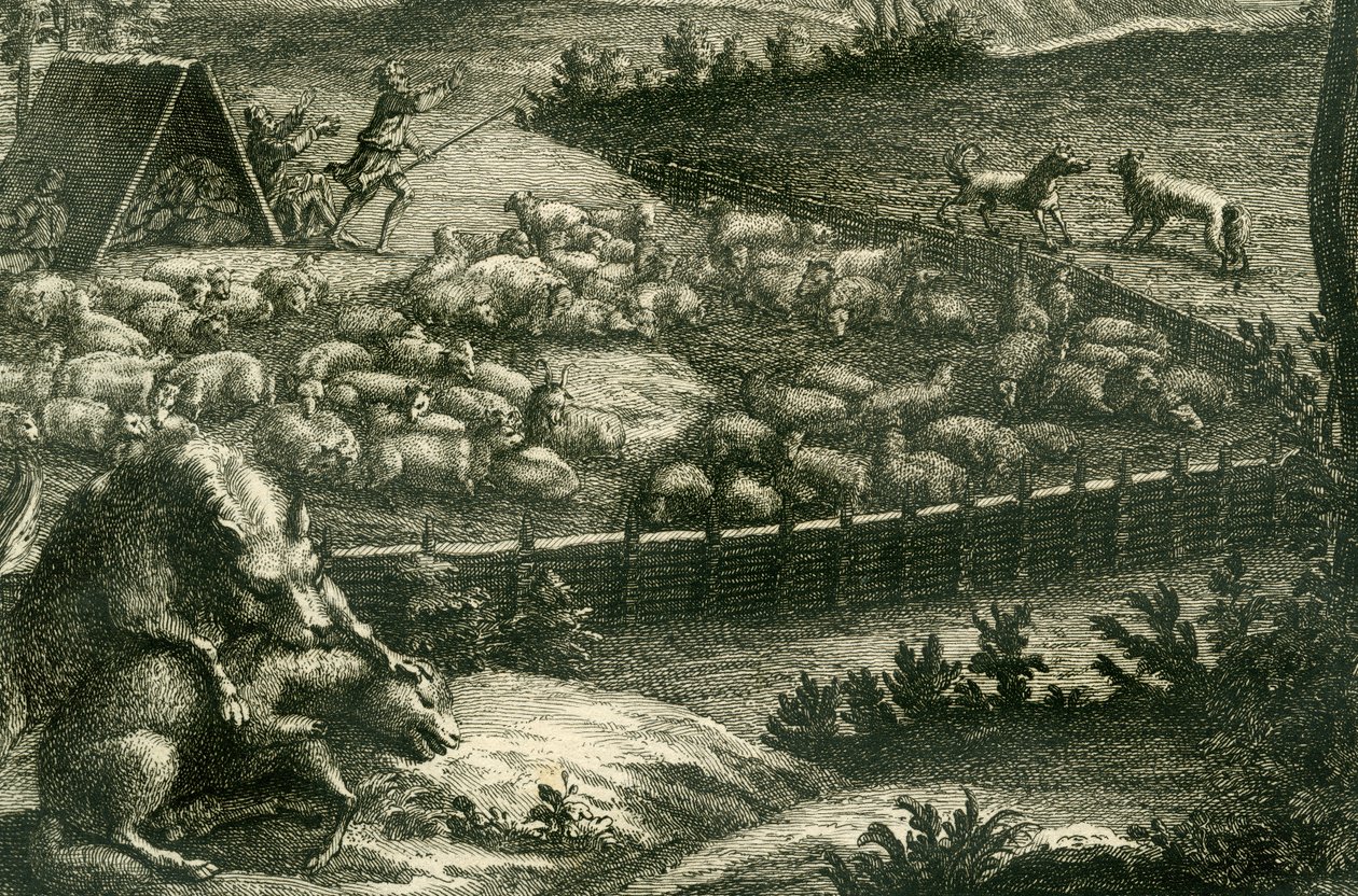 Lupo che attacca una pecora, 1731 (incisione su rame) (dettaglio) da German School