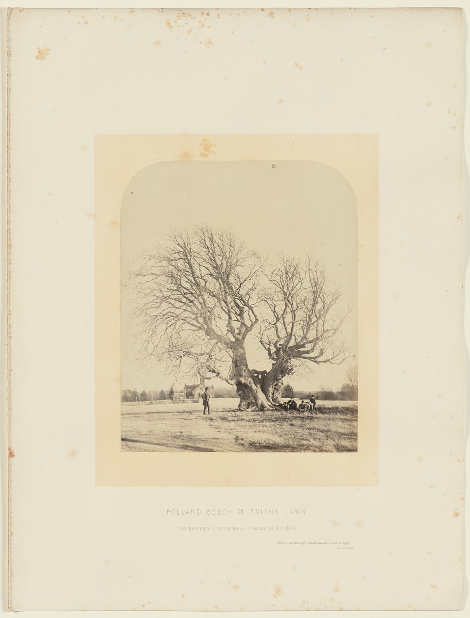 Faggio di Pollard sul prato di Smith da 14th Earl of Caithness James Sinclair