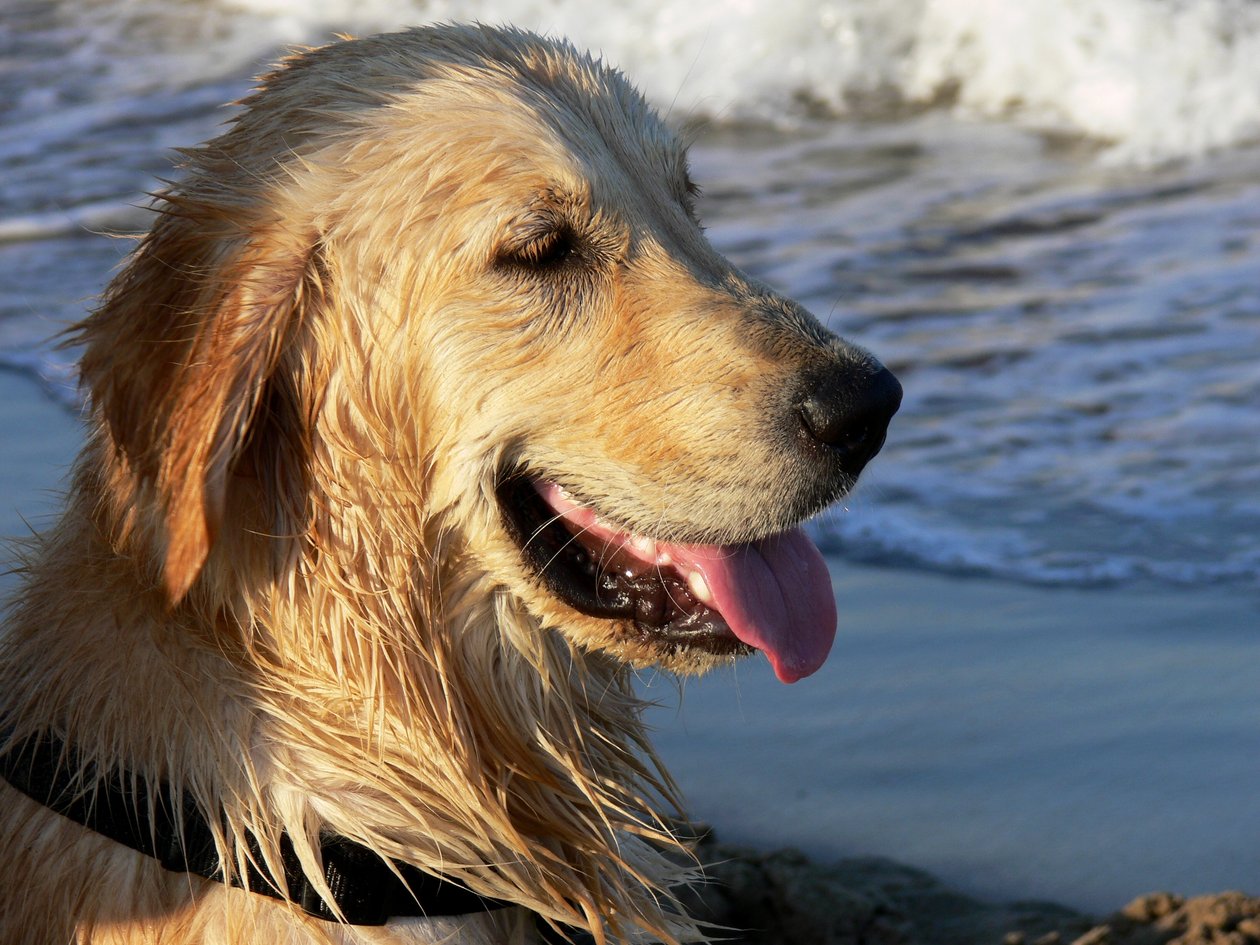 Golden Retriever da Monika Wittrich