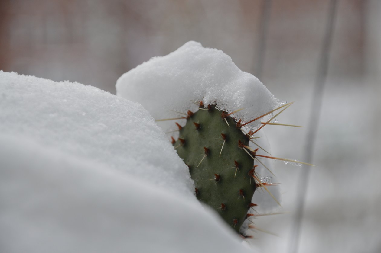 Cactus in inverno II da Detlef Georgi