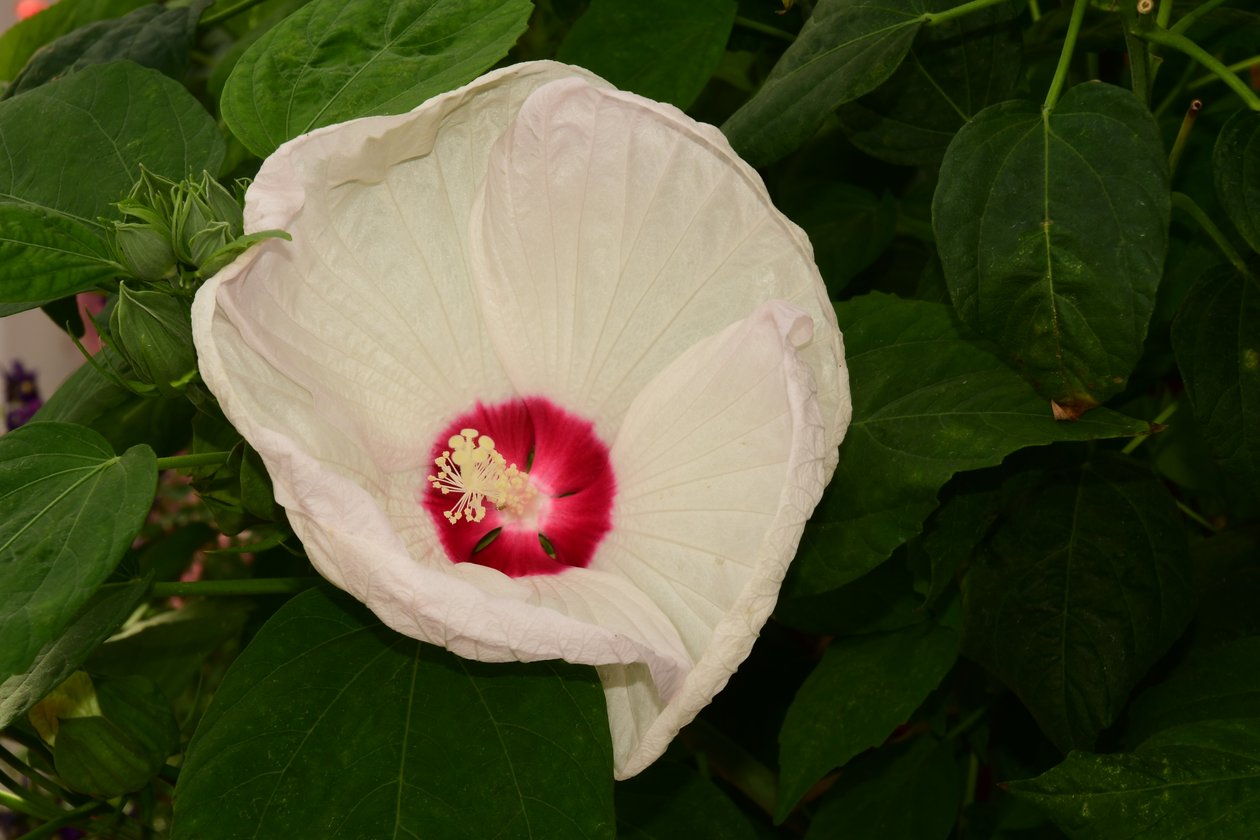 Rose immortalate su uno sfondo morbido, naturale e artistico. da Albert Mansour