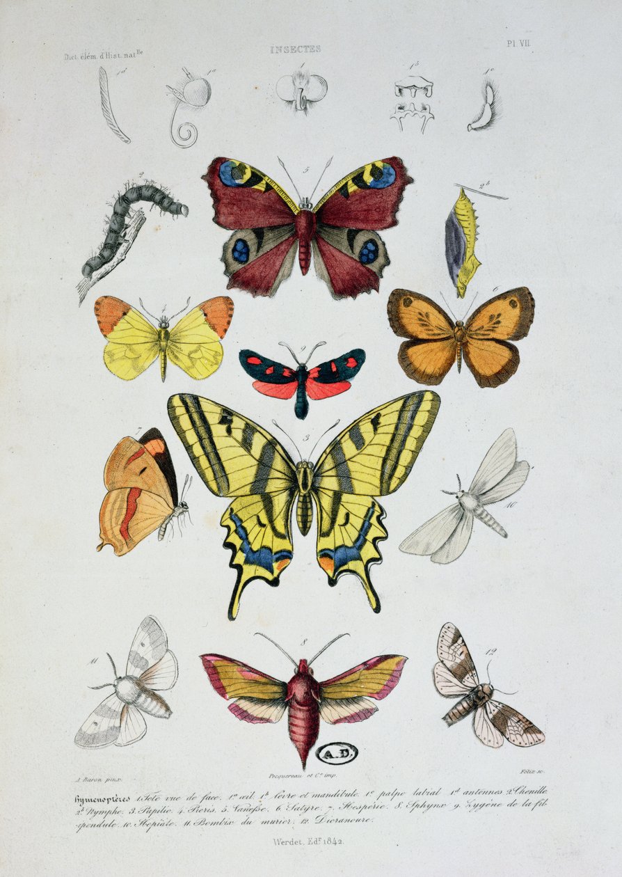 Varie farfalle, da Dictionnaire Elementaire d