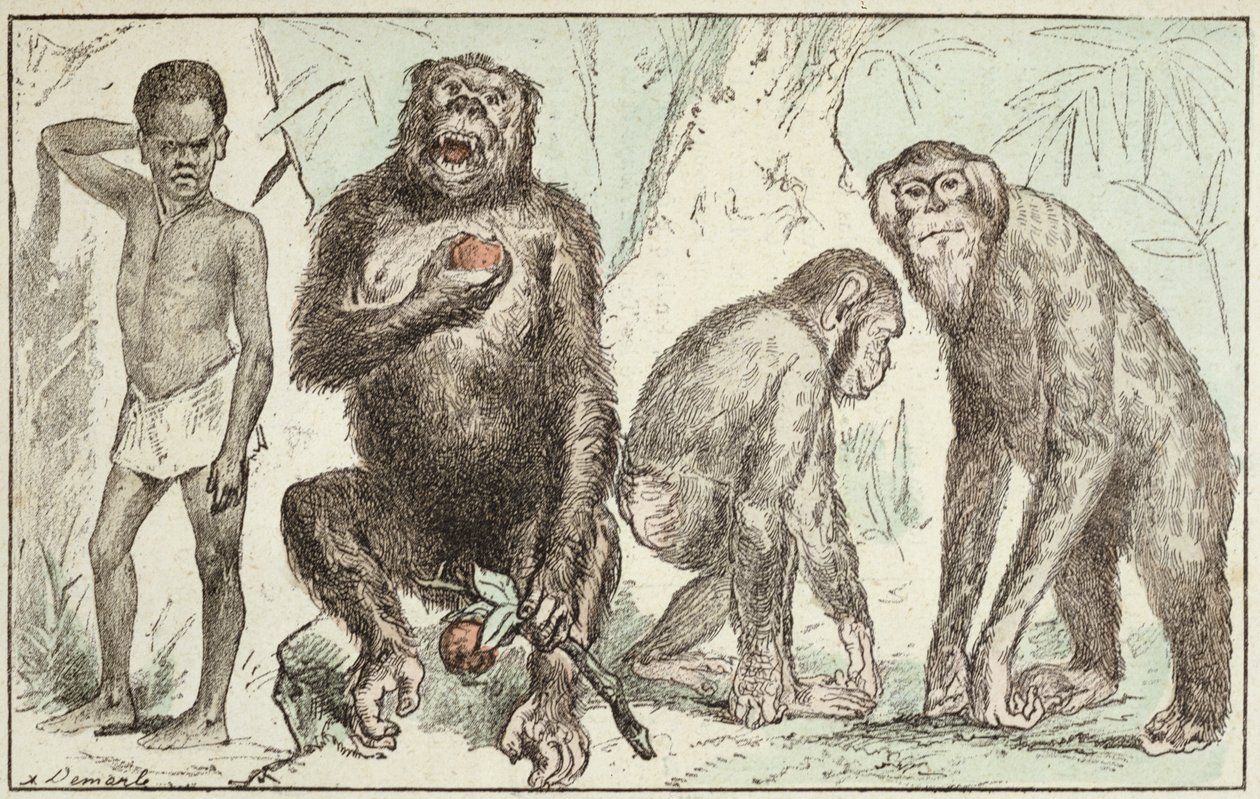 Evoluzione dell