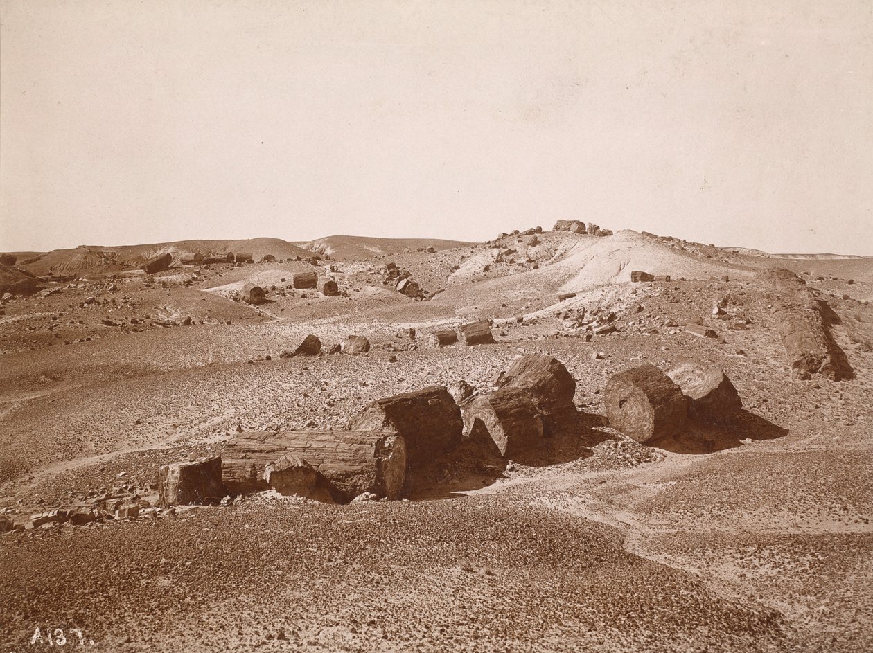 Nella Foresta Pietrificata (Vista Generale, Parco Centrale) da A.C. Vroman