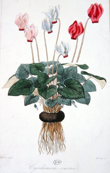 Ciclamino, inciso da Debray (litografia a colori) da A. (after) Faguet