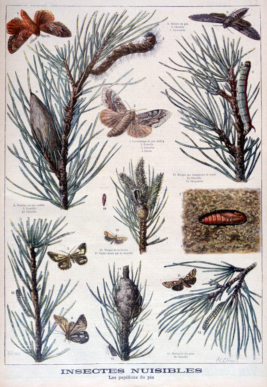 Insetti dannosi: farfalle e falene che danneggiano i pini, 1897 da A Clement