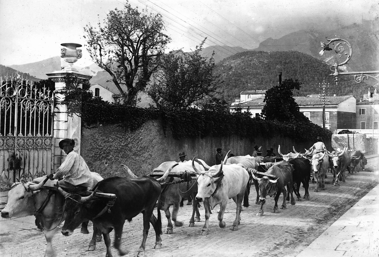 Alcuni buoi utilizzati per il trasporto del marmo dalle cave Apuane camminano lungo una strada a Carrara da A. Corsini