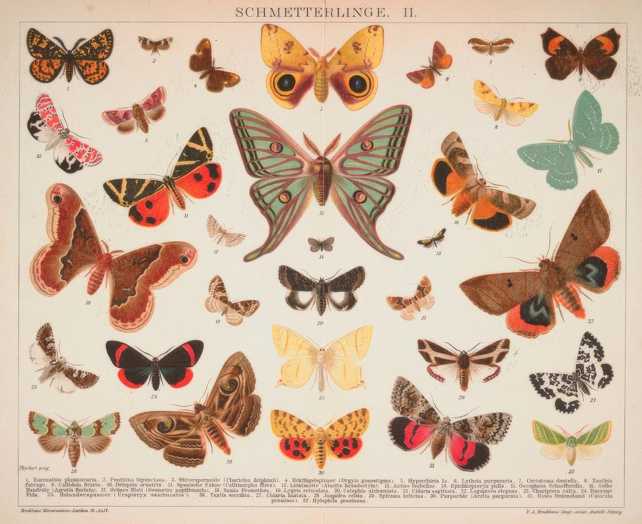 Farfalle. II. da A. Reichert