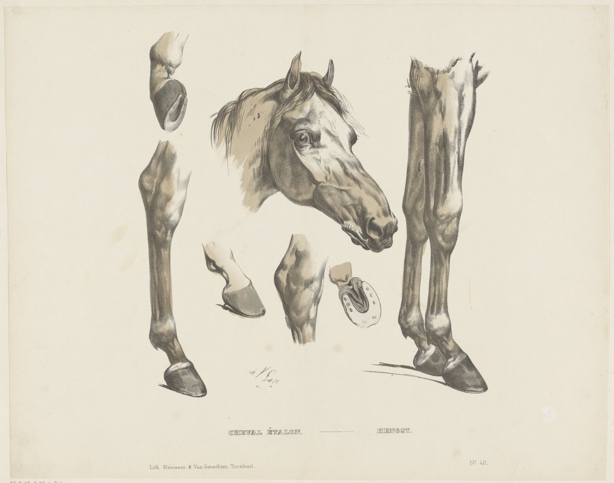 Cheval étalon da A. van Loco
