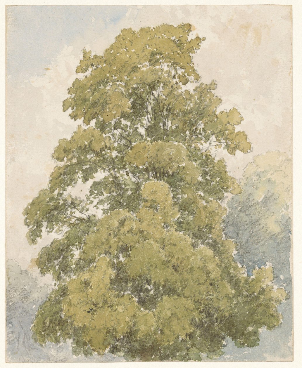 Studio di un olmo da Aaron Edwin Penley