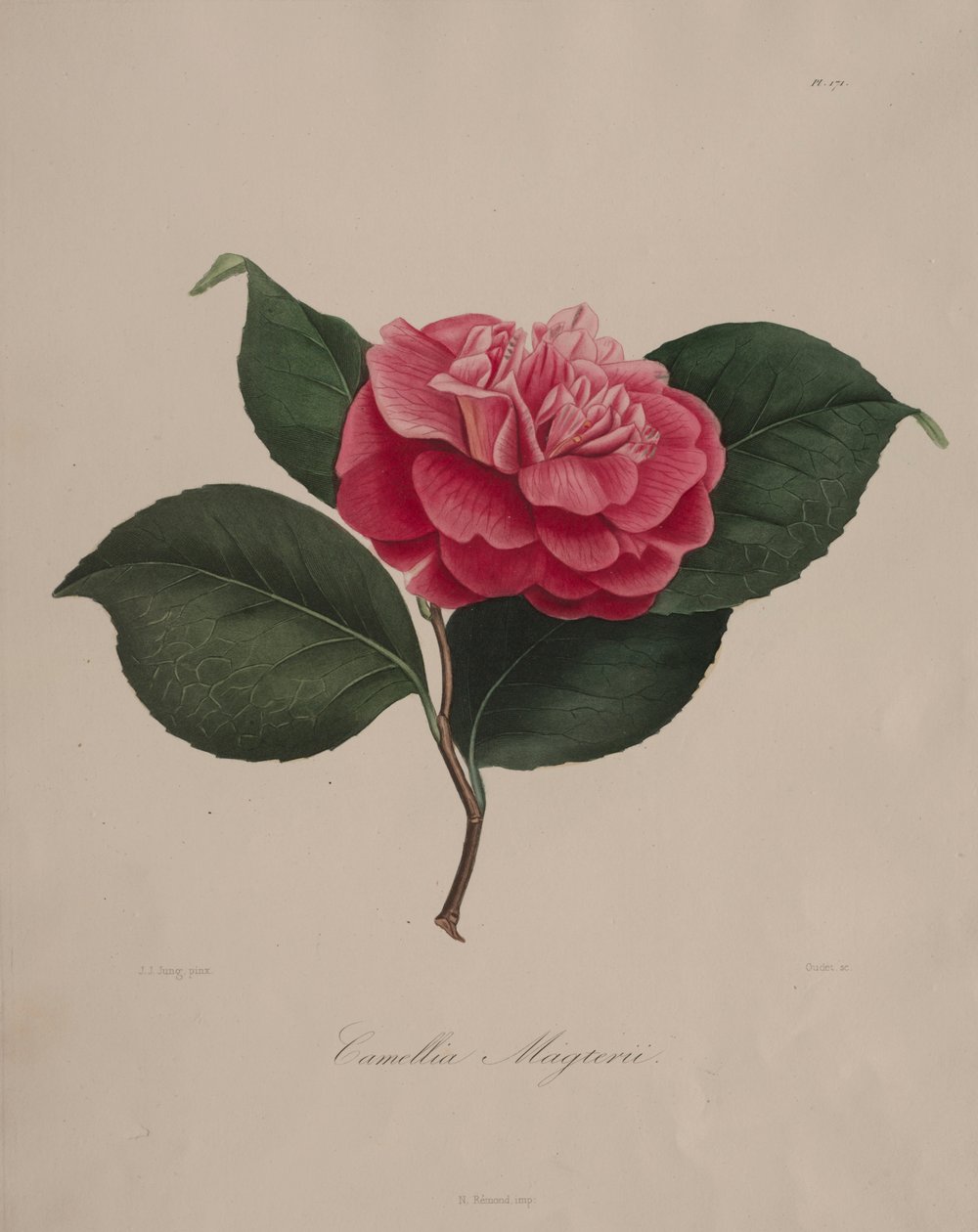 Iconographie du genre camellia: No. 171, 1839-1843 da Abbé Laurent Berlèse