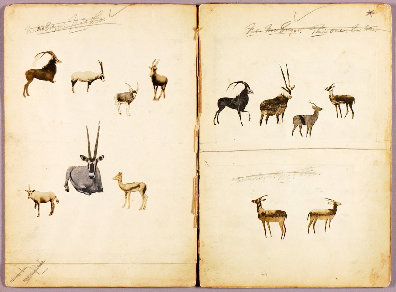Antilopi, cartella di studio per il libro Nascondere la colorazione nel regno animale da Abbott Handerson Thayer