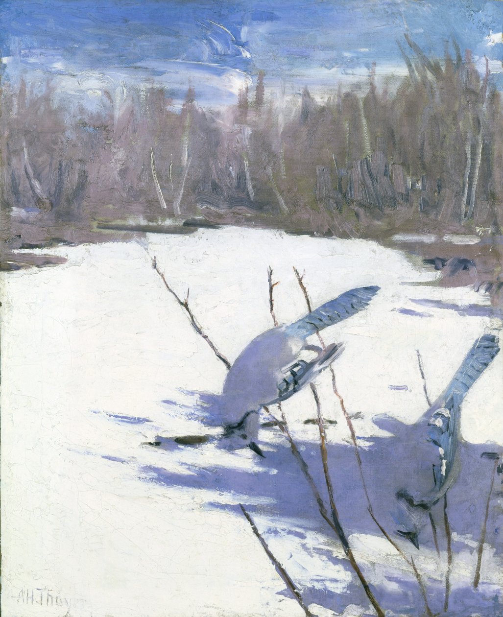 Ghiandaia azzurra in inverno, studio per il libro "Concealing Coloration in the Animal Kingdom". da Abbott Handerson Thayer