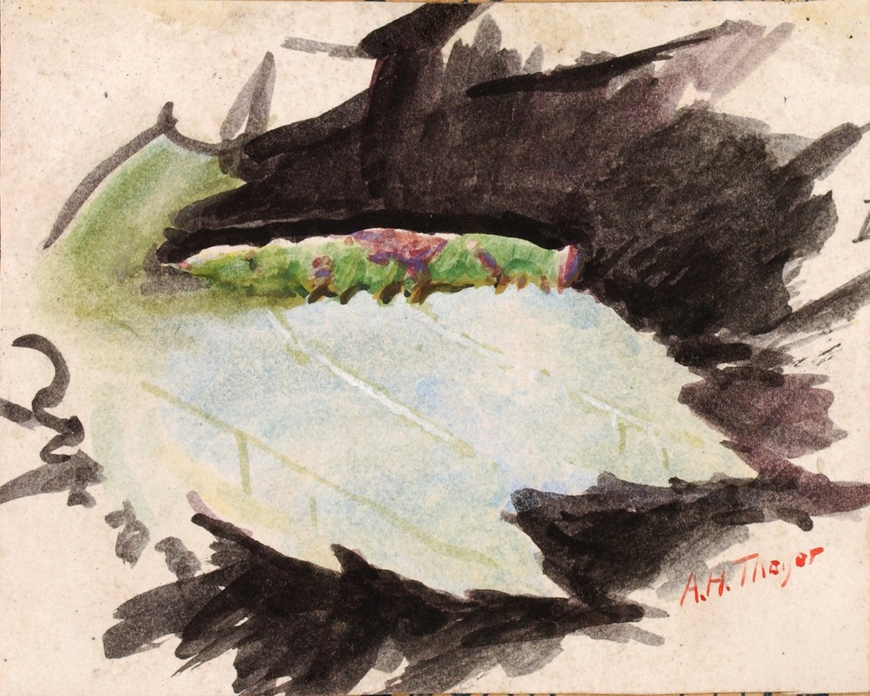 Heterocampa Biundata, Walker, studio per il libro "Concealing Coloration in the Animal Kingdom". da Abbott Handerson Thayer