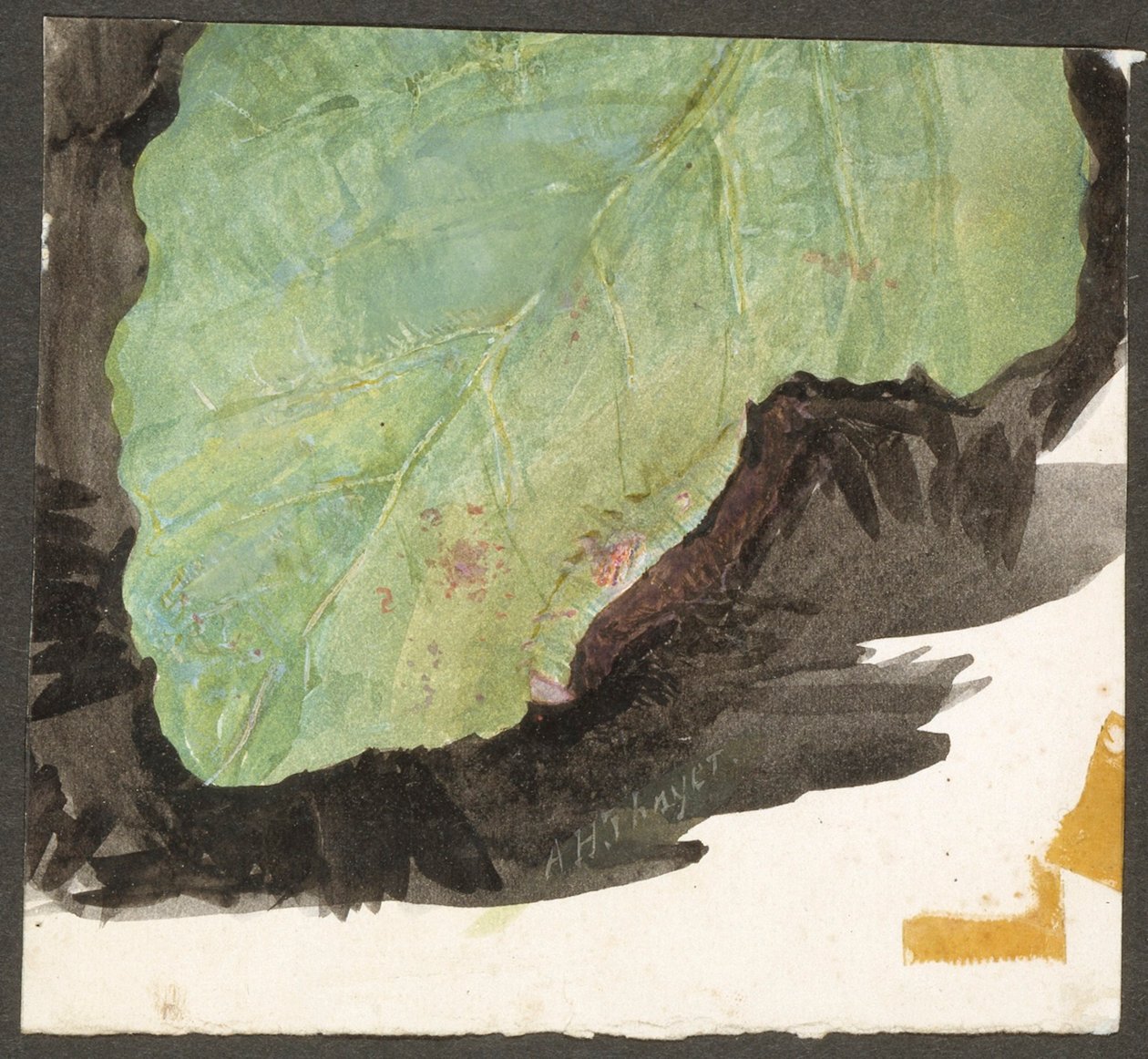 Heterocampa biundata, Walker, studio per il libro *Concealing Coloration in the Animal Kingdom* da Abbott Handerson Thayer