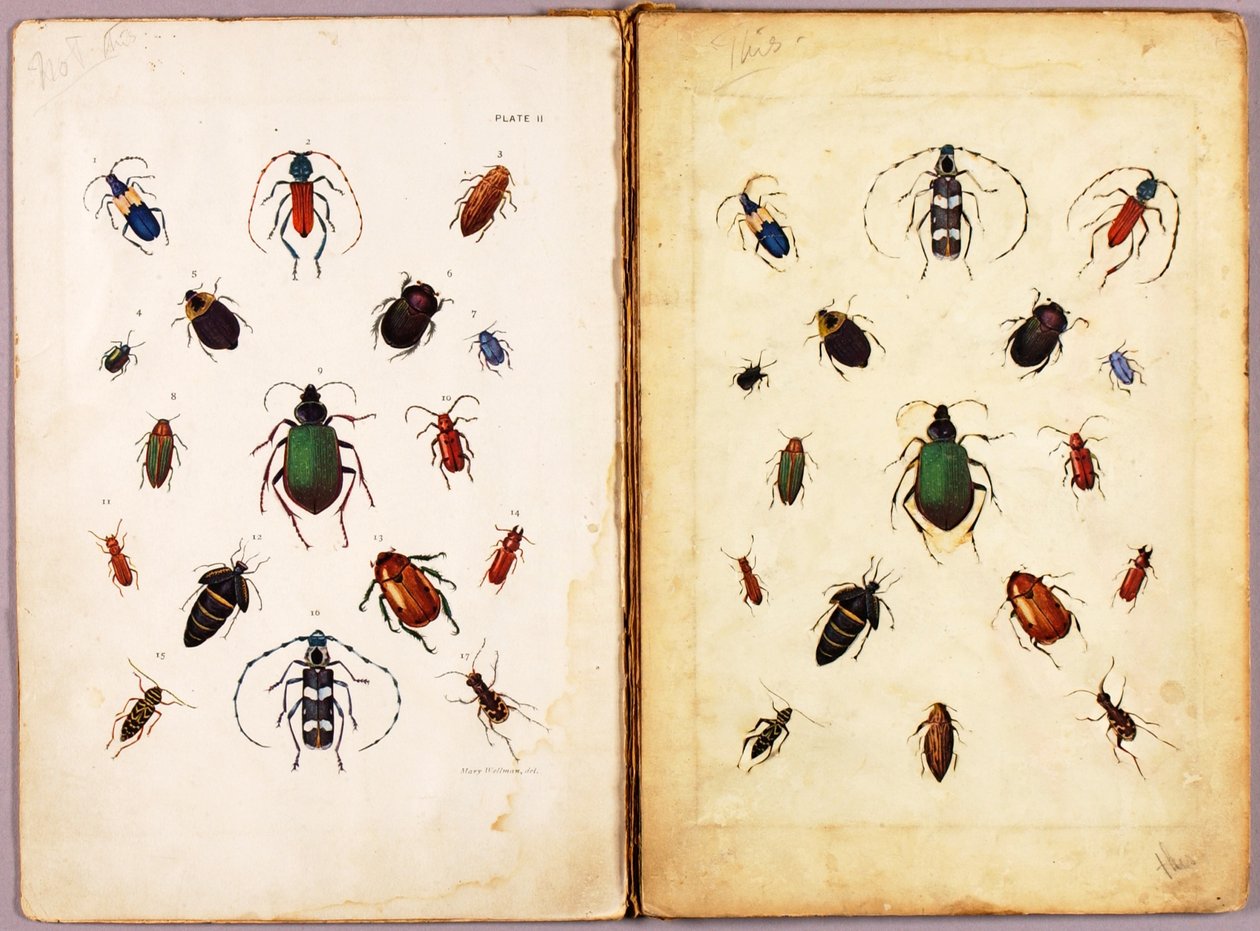 INSETTI -- Coleotteri colorati, paesaggio, cartella di studio per il libro *Concealing Coloration in the Animal Kingdom* da Abbott Handerson Thayer