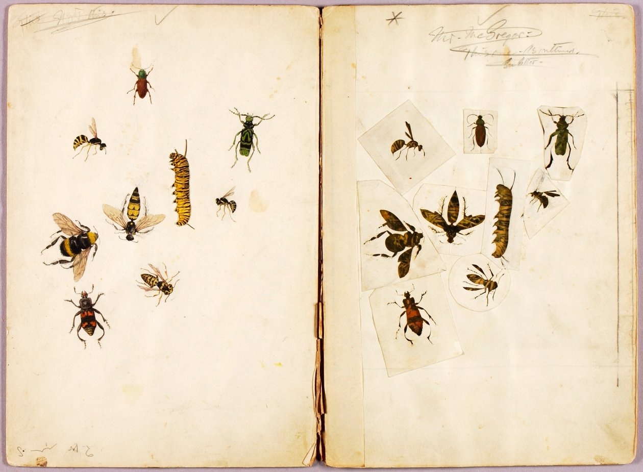 Insetti - colorati, cartella di studi per il libro Concealing Coloration in the Animal Kingdom da Abbott Handerson Thayer