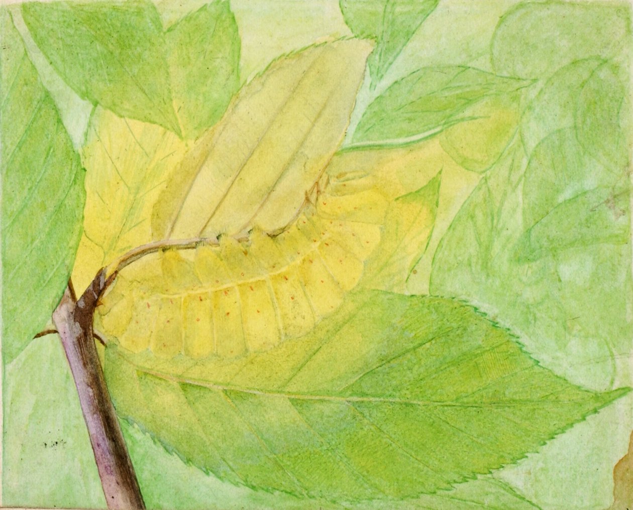 "Lunar Caterpillar", bozzetto per il libro *Concealing Coloration in the Animal Kingdom* da Abbott Handerson Thayer