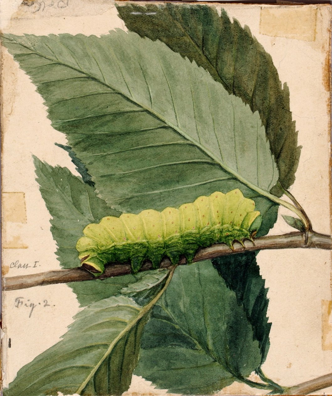 "Lunar Caterpillar", bozzetto per il libro *Concealing Coloration in the Animal Kingdom* da Abbott Handerson Thayer