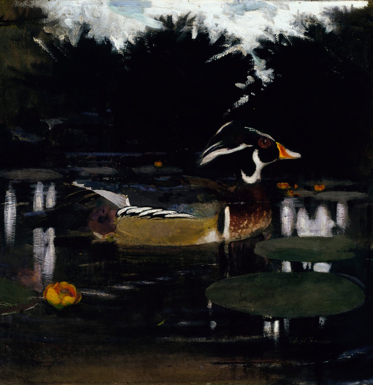 Anatra sposa maschio in uno stagno nel bosco, studio per il libro "Colorazione mimetica nel regno animale" da Abbott Handerson Thayer