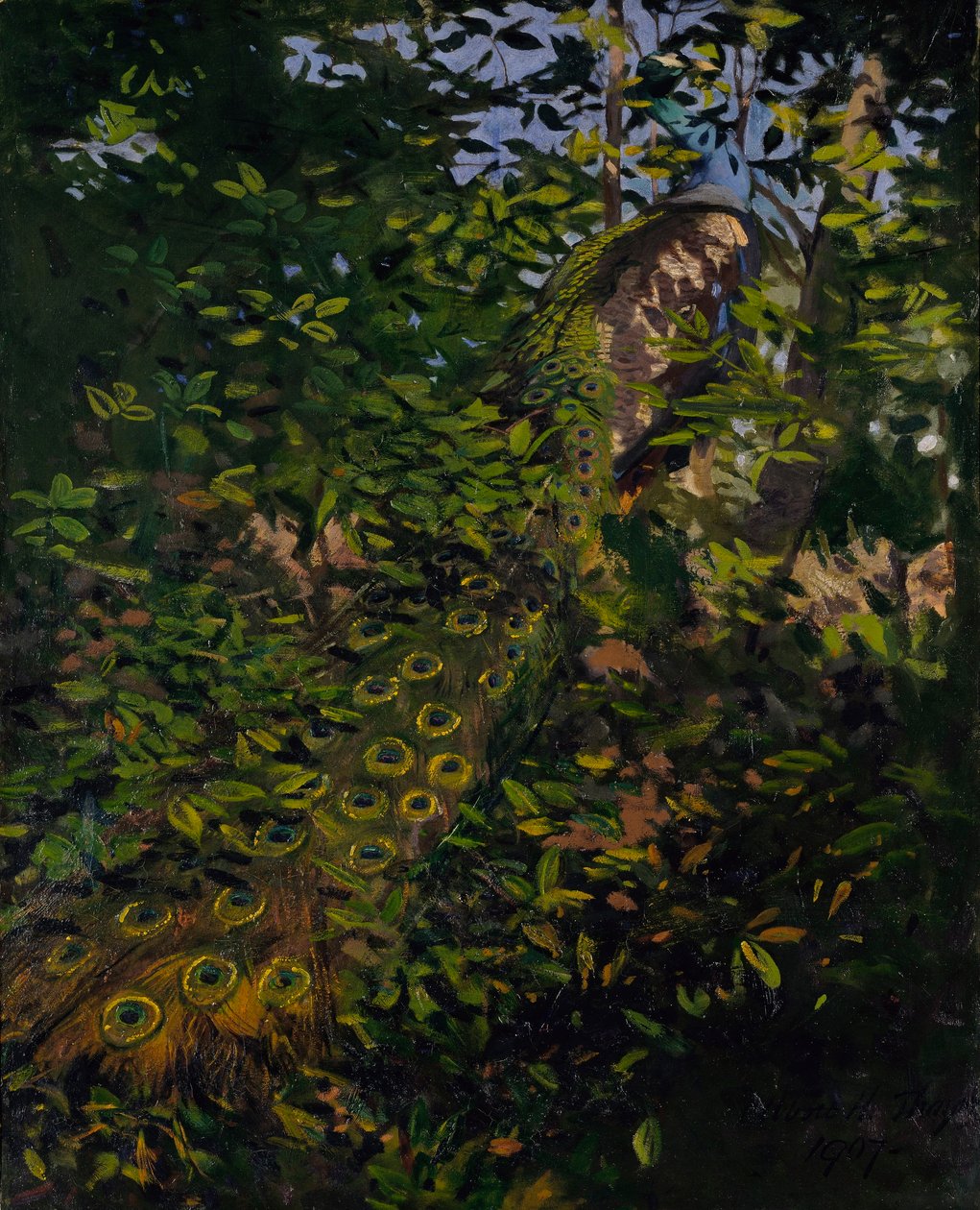 Pavone nel bosco, studio per il libro Concealing Coloration in the Animal Kingdom da Abbott Handerson Thayer