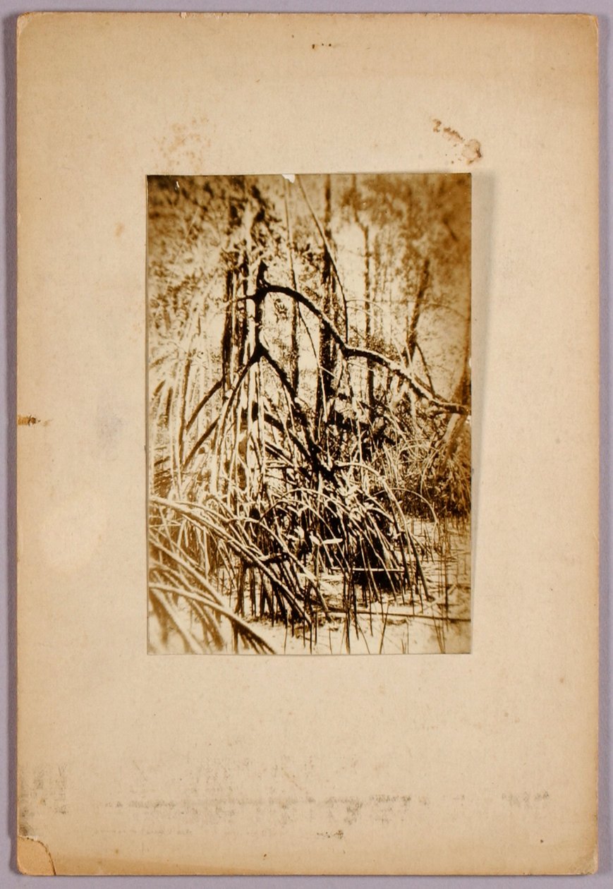 Foto di palude, cartella di studio per il libro "Concealing Coloration in the Animal Kingdom". da Abbott Handerson Thayer