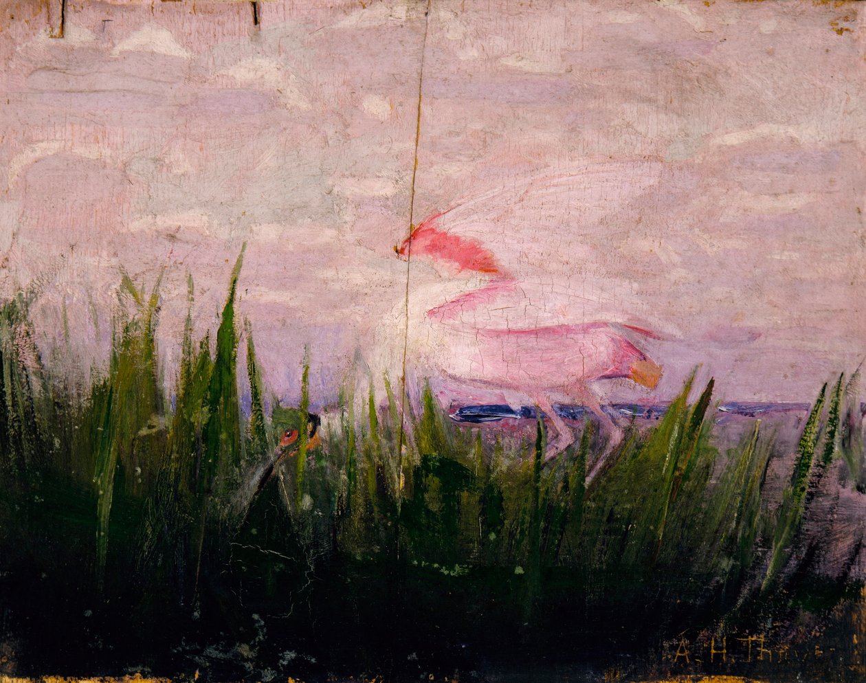 Spatola rosea, studio per il libro "Concealing Coloration in the Animal Kingdom". da Abbott Handerson Thayer