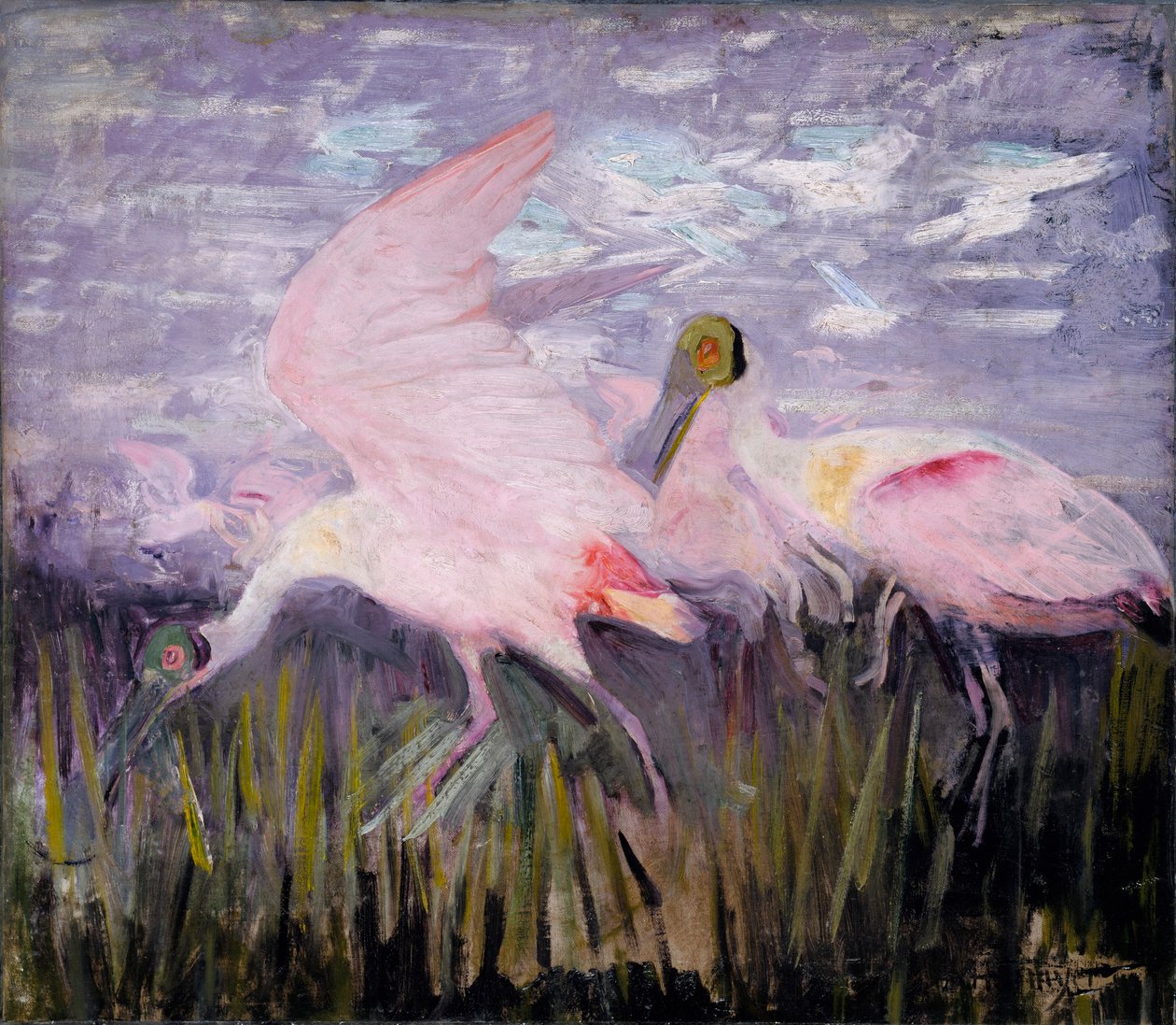 Spatole rosate, studio per il libro "La colorazione nascosta nel regno animale". da Abbott Handerson Thayer