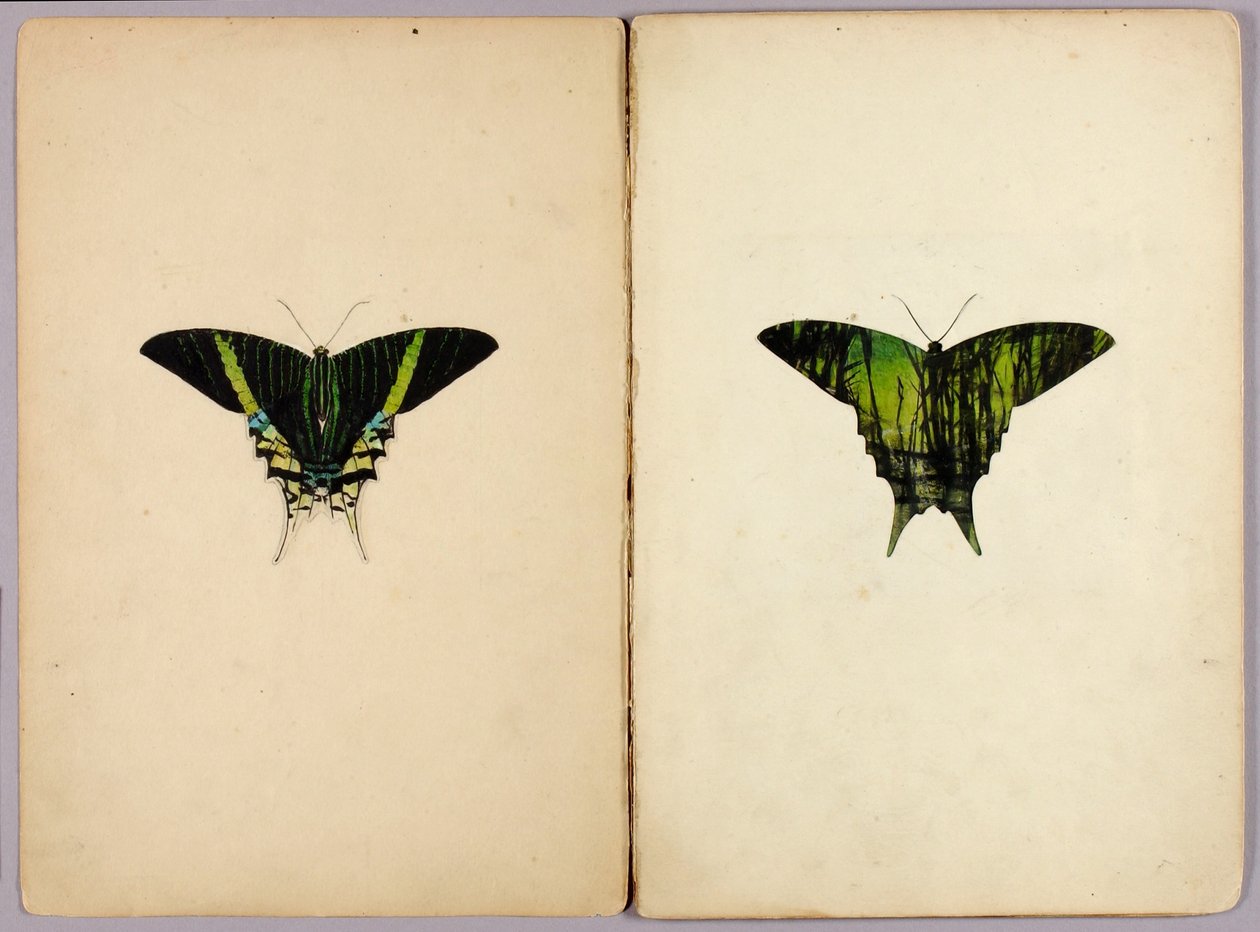 Falena Urania, cartella di studi per il libro «Colorazione mimetica nel regno animale» da Abbott Handerson Thayer