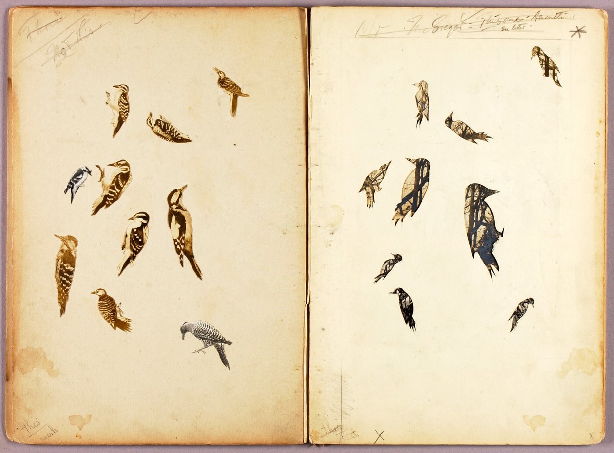 Picchio, cartella di studi per il libro La colorazione mimetica nel regno animale da Abbott Handerson Thayer
